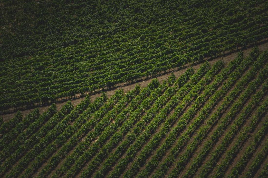 Vineyard rows from above in summer