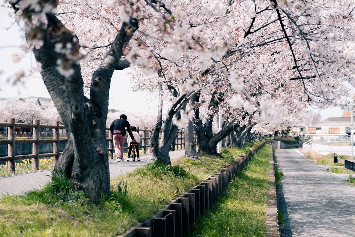 A family walking under blooming cherry trees beside the Grenadier Pond in High Park on a quiet weekday morning