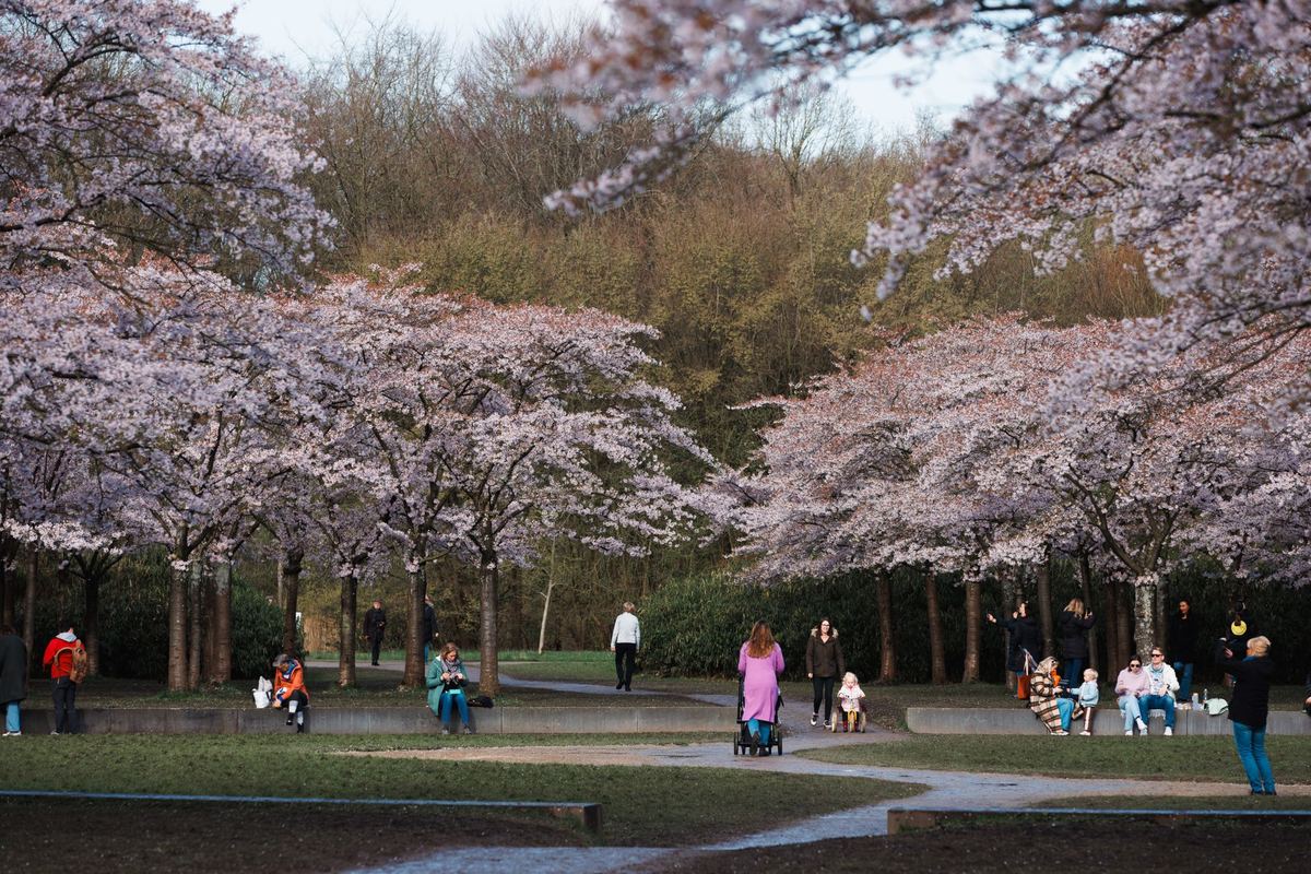 Cherry blossom season at High Park: getting there when the park closes to cars